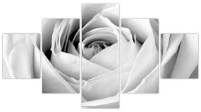 Obraz - Detal kwiatu róży (125x70 cm)