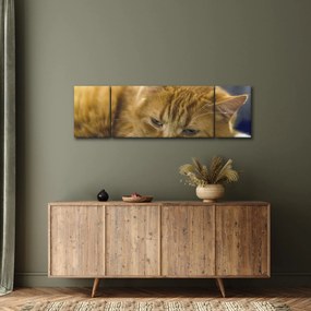 Obraz kota (170x50 cm)