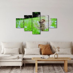 Obraz dmuchawca (125x70 cm)