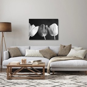 Obraz - Czarno - białe kwiaty tulipanów (70x50 cm)