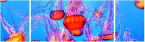 Obraz meduz w morzu (170x50 cm)