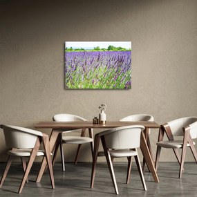 Obraz pola z lawendą (70x50 cm)