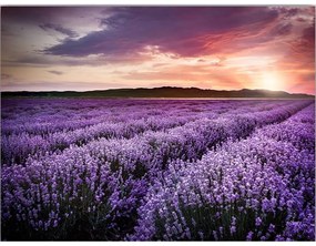 Obraz 100x70 cm Lavender Field – Wallity