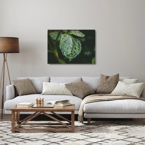 Obraz na szkle - krople na liściu (70x50 cm)