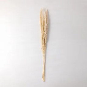 Opakowanie 6 Ozdobnych Suszonych Gałązek Megina Kremowa - Sklum