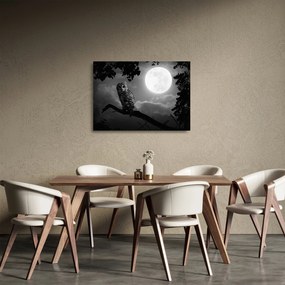 Obraz na szkle - Nocna sowa, czarno-biały (70x50 cm)
