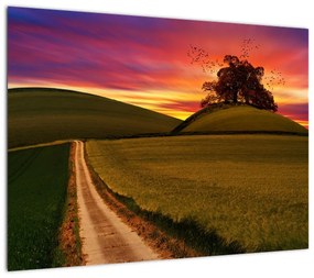 Obraz pola z zachodem słońca (70x50 cm)