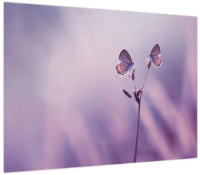 Obraz - Fioletowe motyle (70x50 cm)