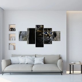 Obraz kotka (125x70 cm)