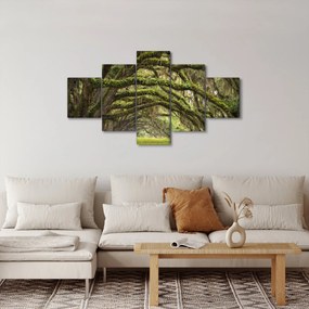 Obraz - Oaks Avenue, Charleston, Karolina Południowa, USA (125x70 cm)