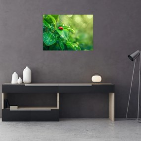 Obraz na szkle - Biedronka (70x50 cm)