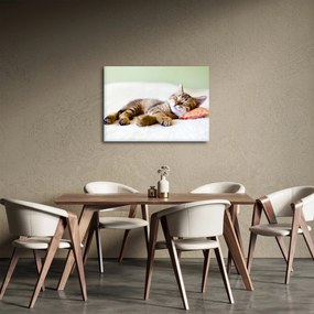 Obraz - Śpiący kotek (70x50 cm)