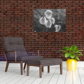 Obraz na szkle - Trawa bawełniana (70x50 cm)