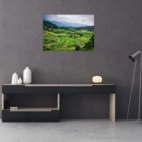 Obraz pól ryżowych (70x50 cm)