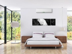 Obraz - Paw, czarno - biały (170x50 cm)