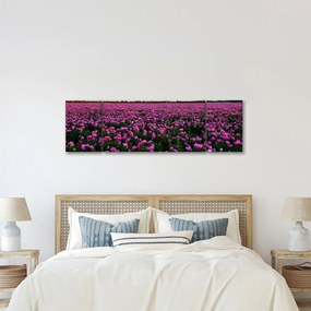 Obraz - Łąka fioletowych tulipanów (170x50 cm)