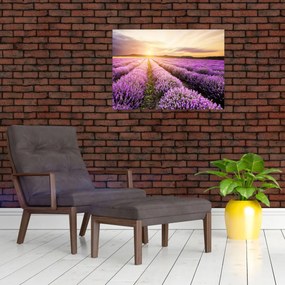 Obraz - Wschód słońca na polu lawendy (70x50 cm)