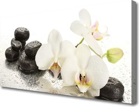 Zdjęcie na płótnie Kwiat Lotosu i Kamienie Spa