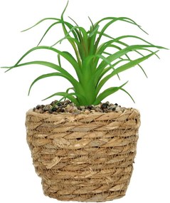 Dekoracja Tree Aloe 20cm