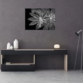 Obraz - Krople (70x50 cm)