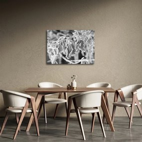 Obraz - Zmarznięte liście, czarno - biały (70x50 cm)