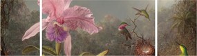 Obraz - Martin Johnson Heade, Cattleya Orchid and Three Hummingbirds, reprodukcje (170x50 cm)