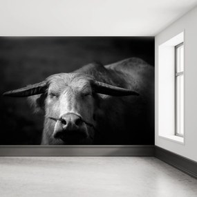 Fototapeta - Krowa (196x136 cm)