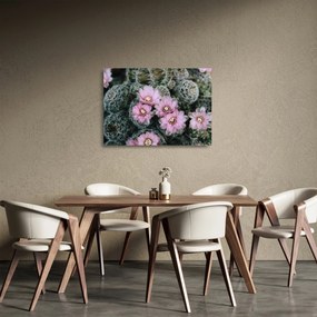 Obraz na szkle kwiatu kaktusa (70x50 cm)