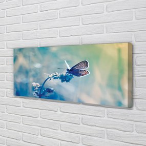 Obraz drukowany na płótnie Barwny Motyl