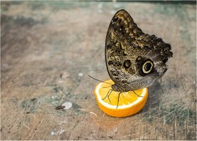 Obraz na szkle - motyl (70x50 cm)