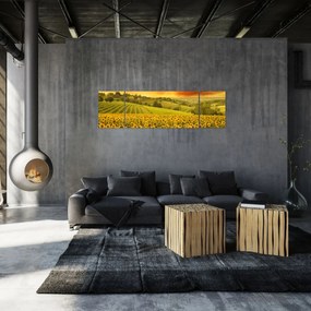 Obraz - Pole słoneczników (170x50 cm)