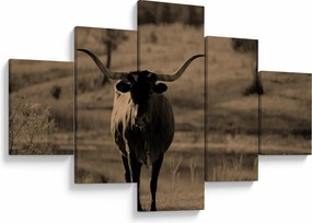 Obraz - Krowa z Teksasu (125x70 cm)