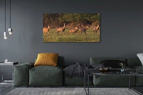 Zdjęcie na płótnie Jelenie na Polu o Wschodzie Słońca