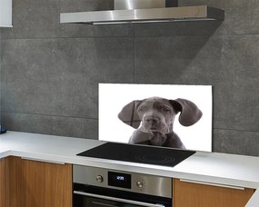 Panel szklany do Kuchni Portret Brązowego Psa