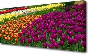 Fotoobraz na płótnie Eleganckie Tulipany Holenderskie