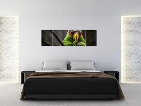 Obraz papugi (170x50 cm)