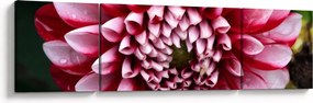 Obraz różowej dalii (170x50 cm)