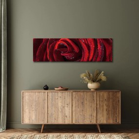 Obraz - Czerwona róża z kroplami rosy (170x50 cm)