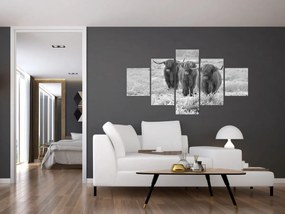Obraz - Szkockie krowy, czarno - biały (125x70 cm)