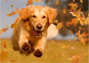 Obraz na szkle - Golden Retriever (70x50 cm)