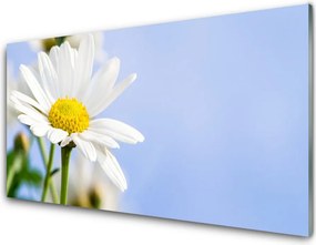 Panel nad blat kuchenny Urok Polnej Stokrotki