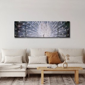 Obraz - Biały paw (170x50 cm)