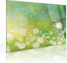 Obraz na szkle - Kwitnące mlecze (70x50 cm)