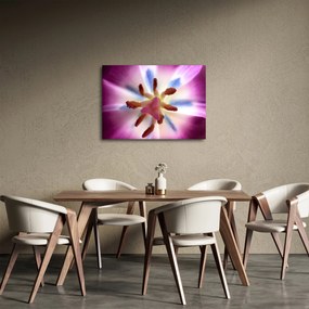 Obraz - Kwiat tulipana w szczegółach (70x50 cm)