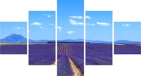 Obraz - Pole lawendy (125x70 cm)