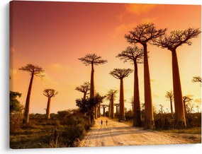 Obraz - Zachód słońca w Baobab Alley (70x50 cm)