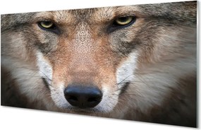 Panel Kuchenny Szklany Intensywne Oczy Wilka