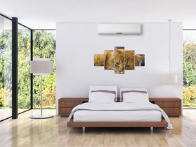 Obraz kota (125x70 cm)