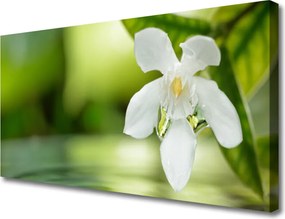 Zdjęcie na płótnie Duet Kwiatu i Zieleni