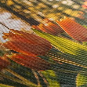 Obraz - pomarańczowe tulipany (70x50 cm)